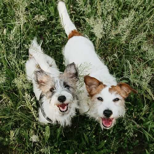 Dental Care A pair of dogs smiling outside