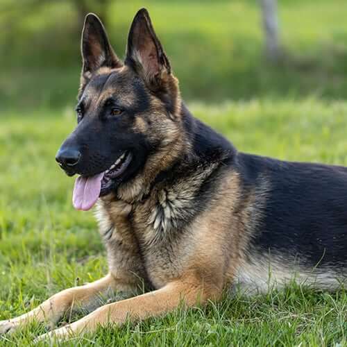 Nutrition & Weight Management A German Shepherd