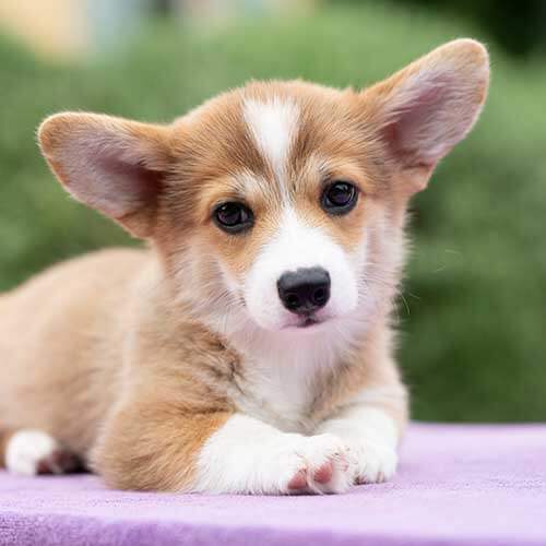A corgi pup