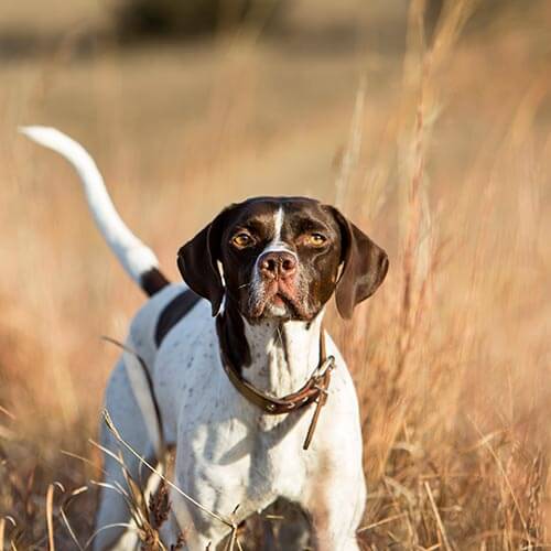 A hunting dog looking up