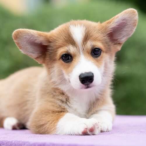 Puppy & Kitten A corgi puppy