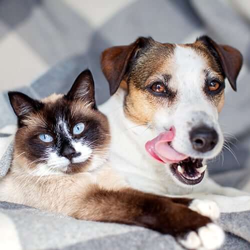 Skin & Allergy Care A dog and cat