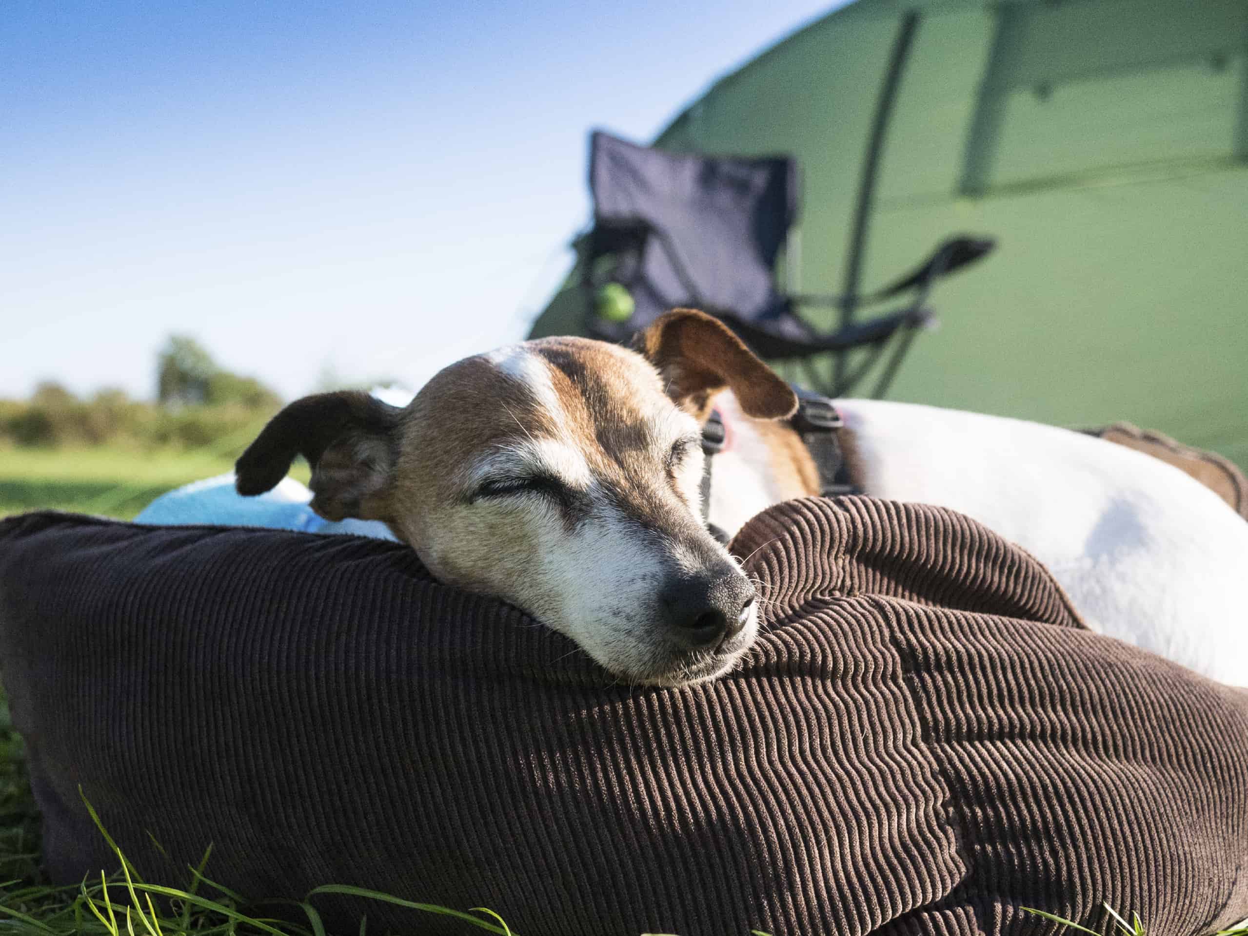 On the Road Again… Tips for Traveling with Pets