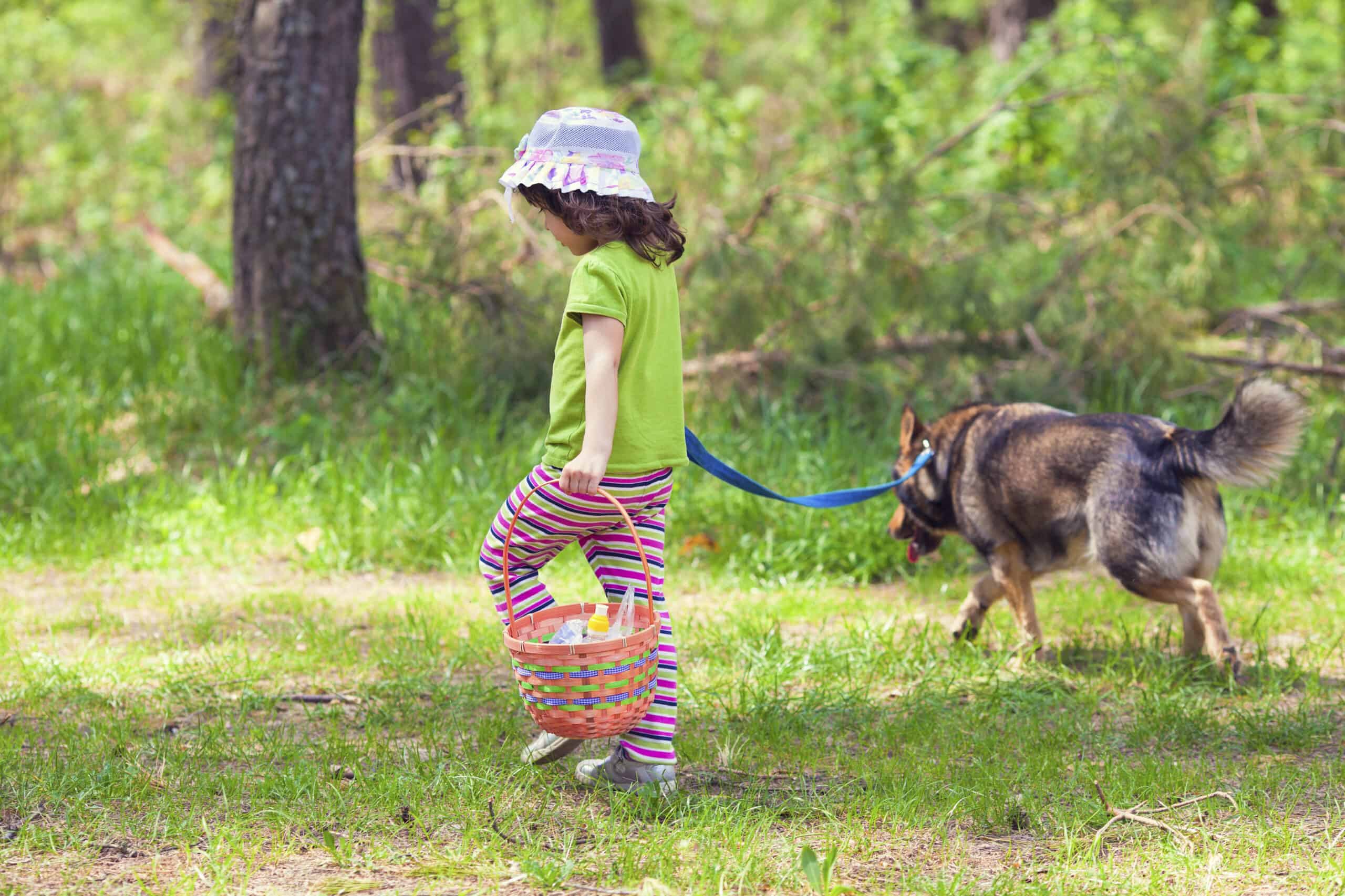A Walk in the Park: Dog Walking Safety 101