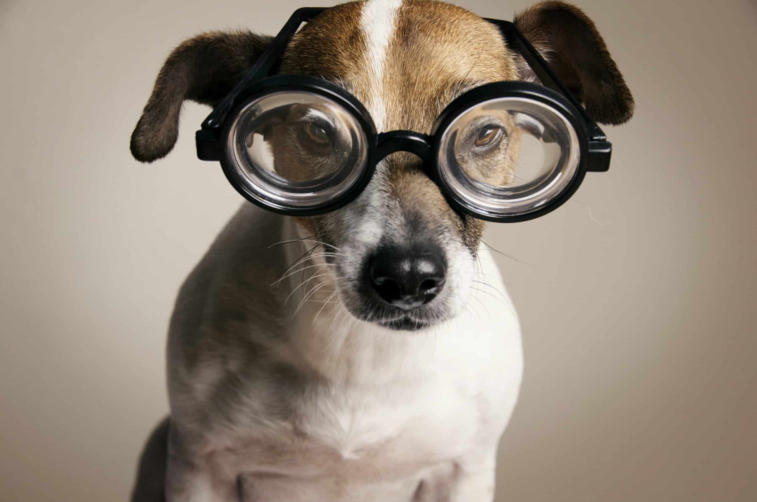 The Windows to the Soul: Pet Eye Care