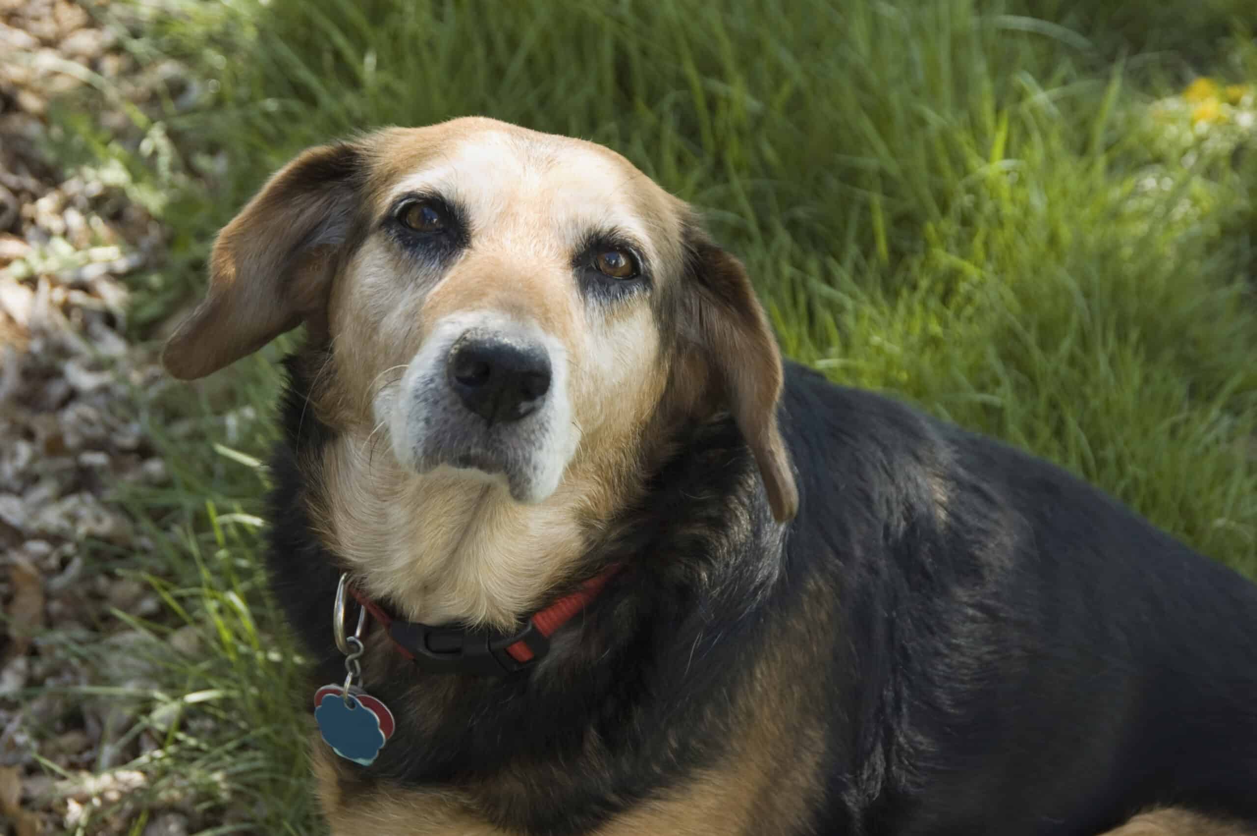 Degenerative Joint Disease in Pets