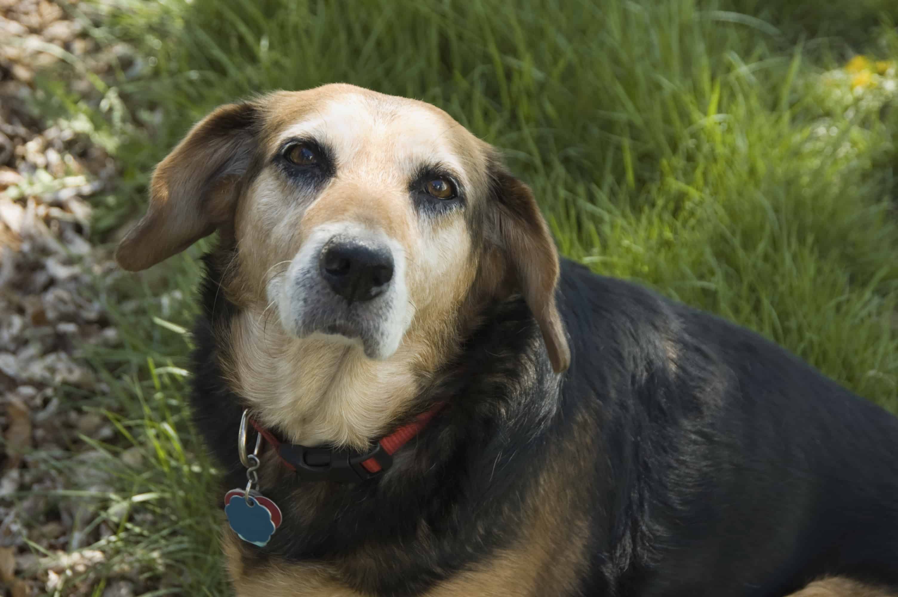 Older Pet