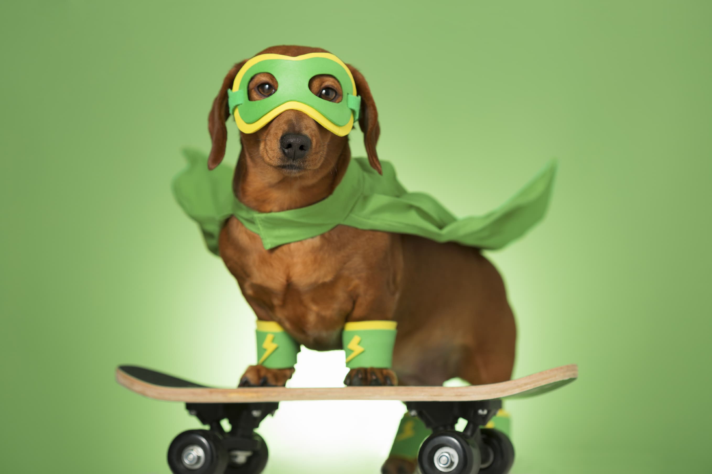 Masked superhero dog on a skateboard
