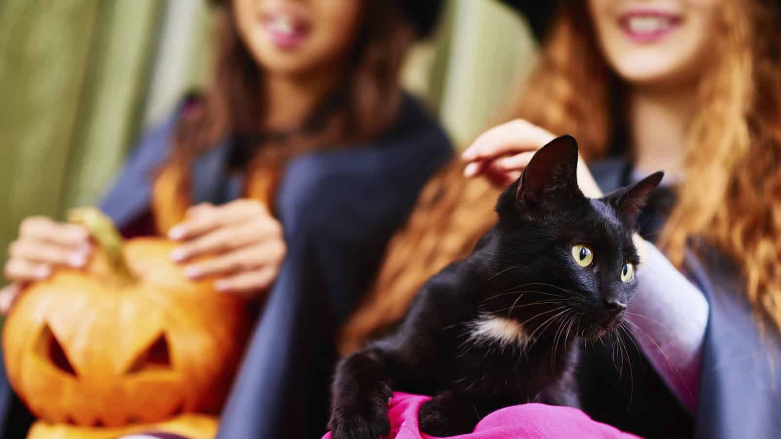 Halloween Pet Costumes: Is Your Pet Really Ready?