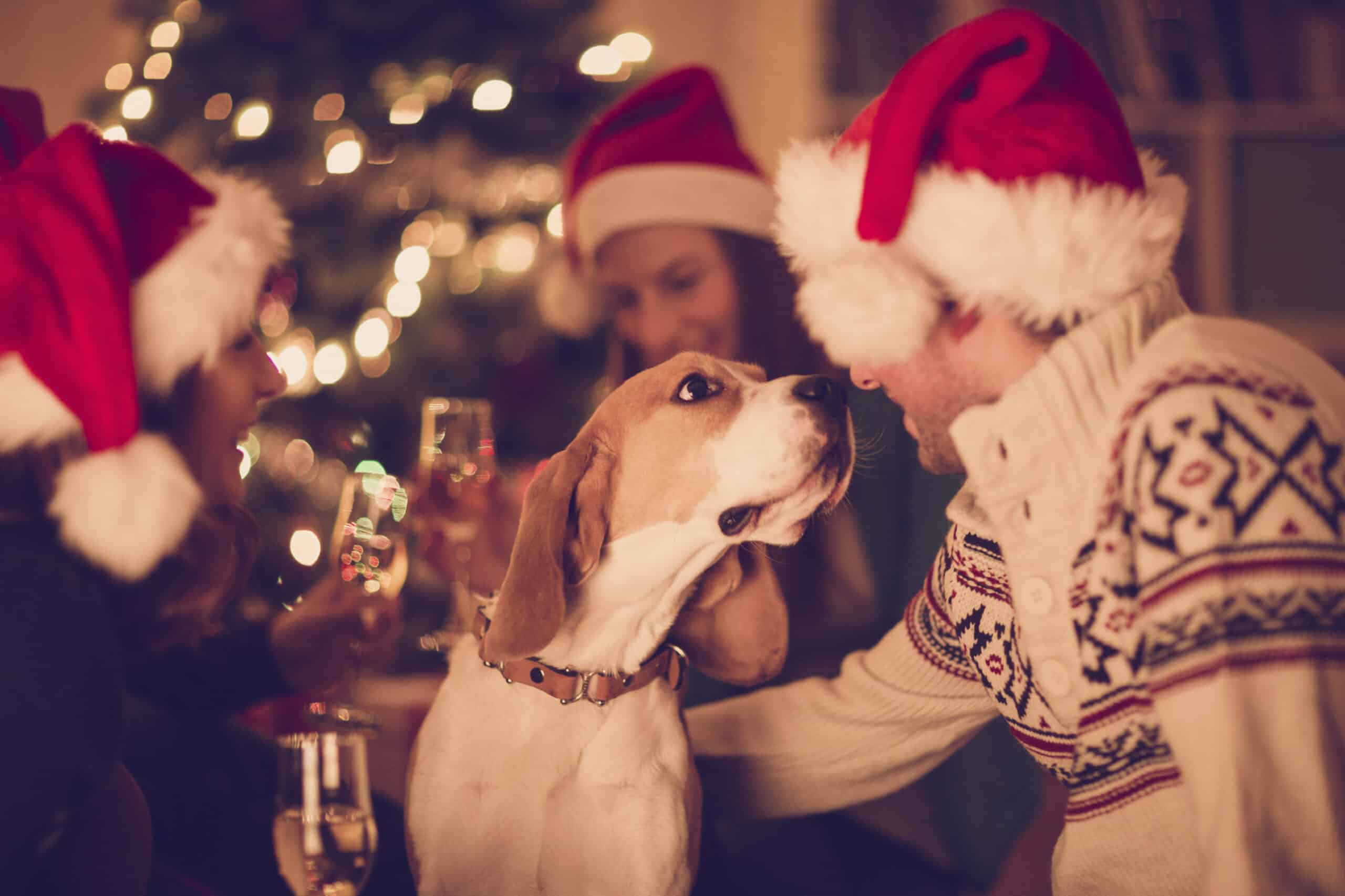 ‘Tis The Season for Holiday Pet Safety Tips