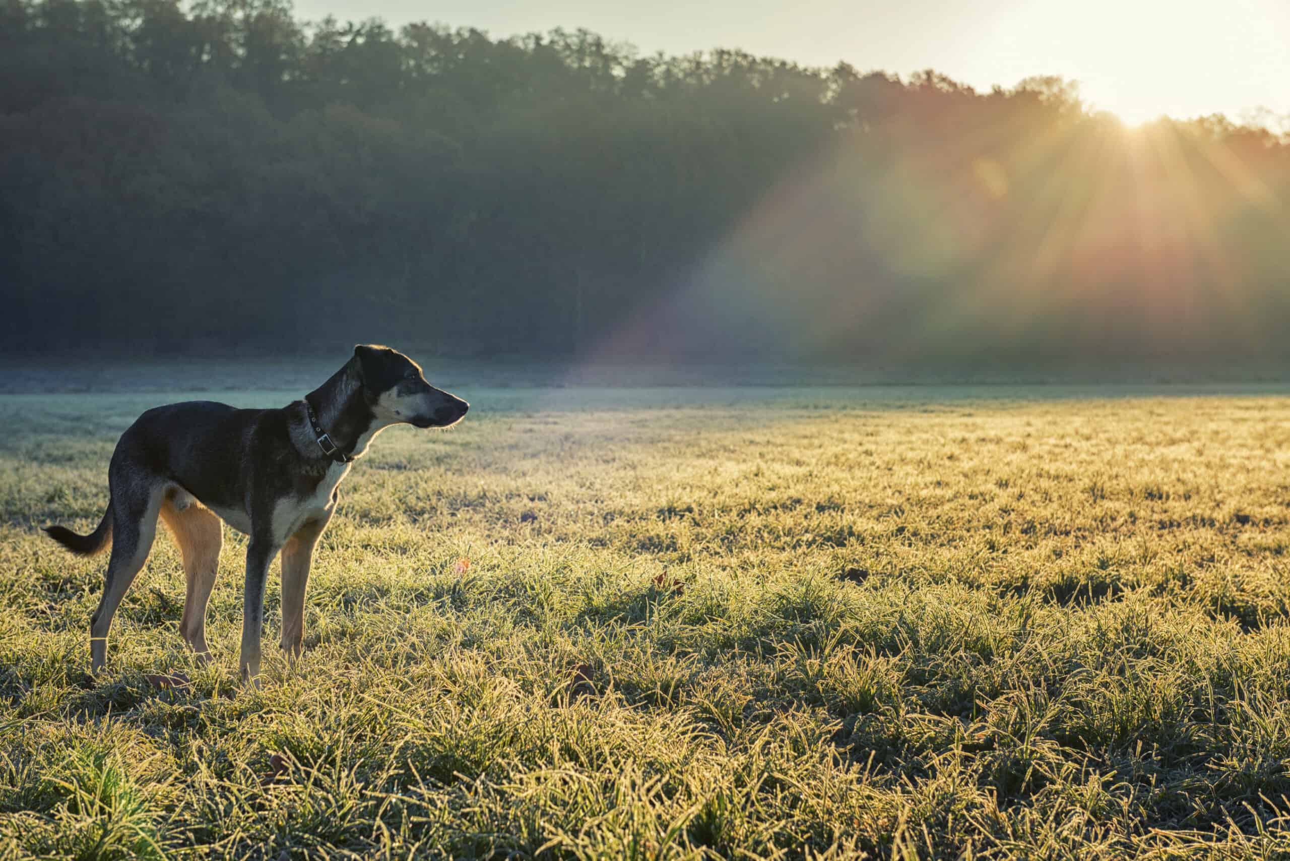 A Case for Winter Parasite Prevention