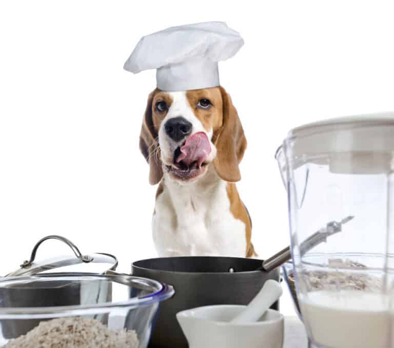 The 411 on Making Your Own Pet Food Beverly Hills Veterinary
