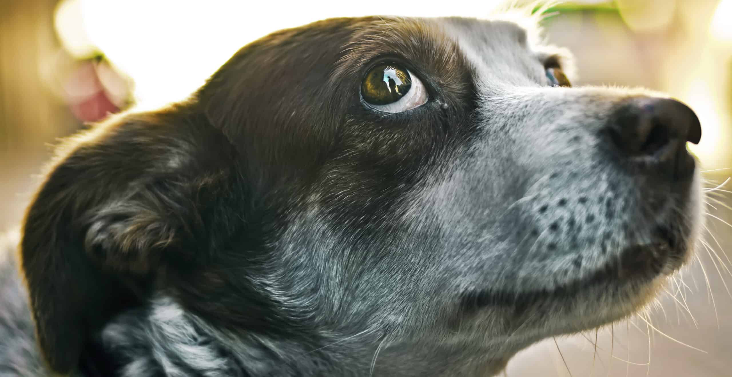 Relaxed And Ready For Summer: How To Keep Pets Calm When Anxiety Strikes
