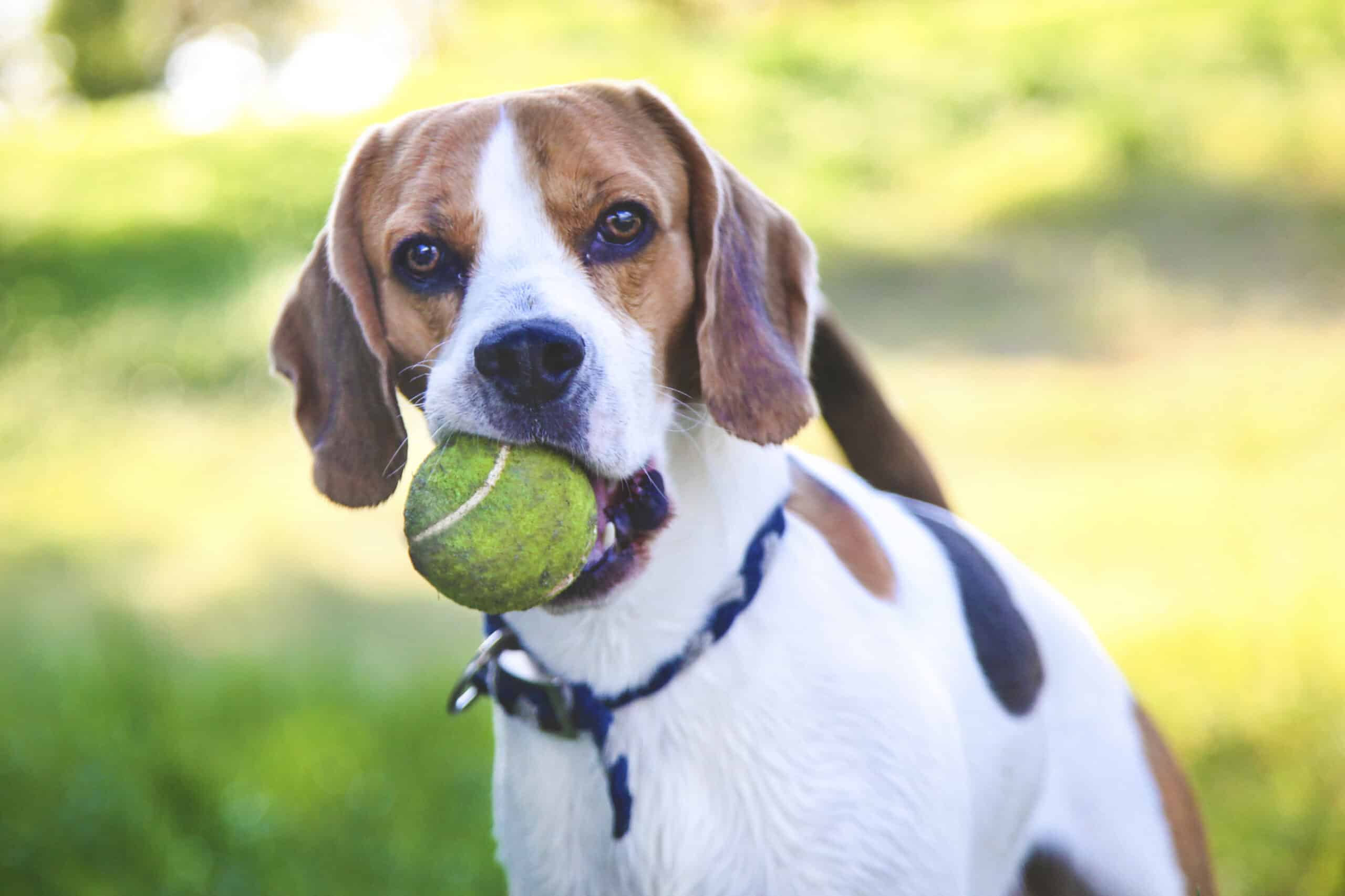 Dog Behavior 101