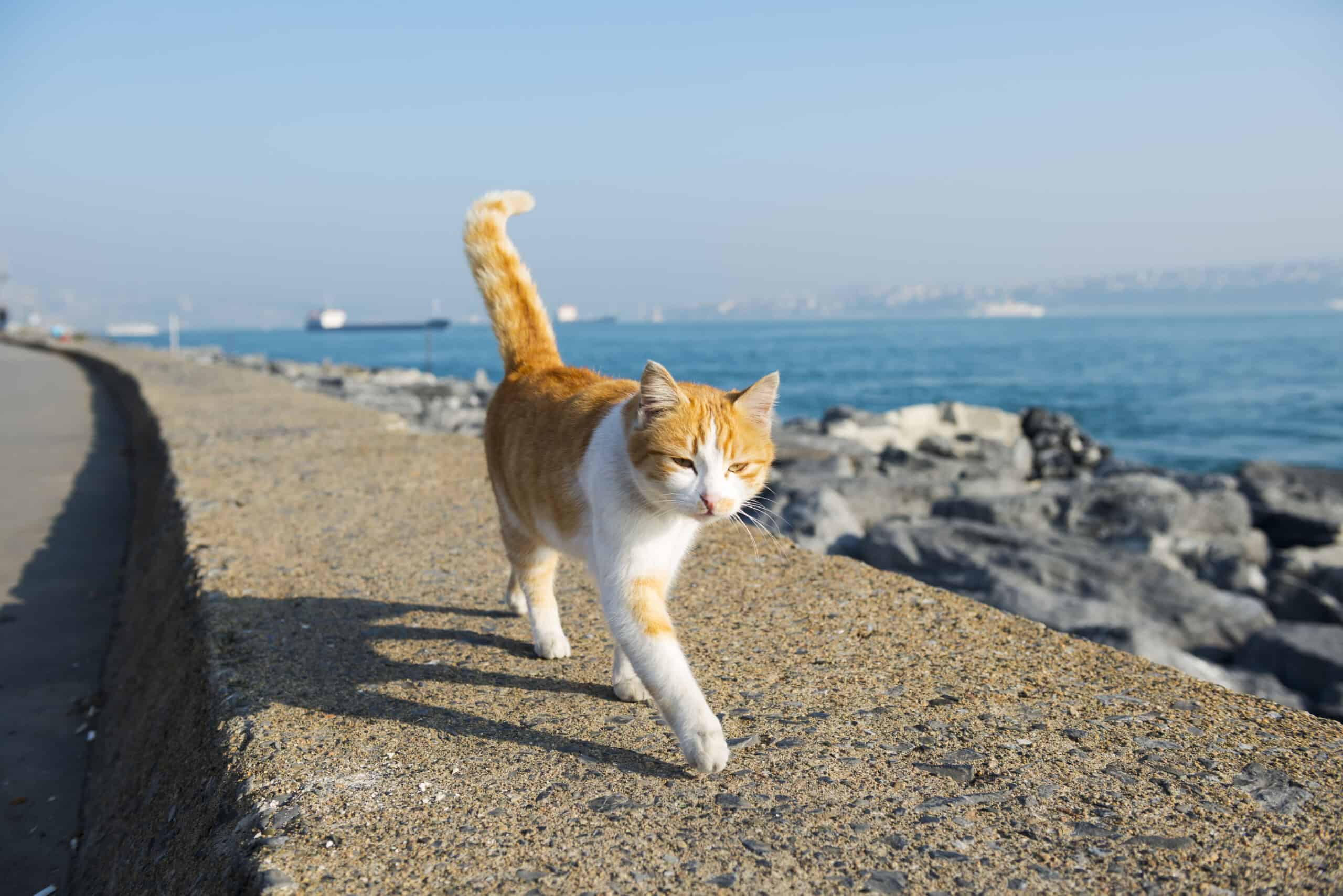 Healthy Tips to Keep Your Cat Fit