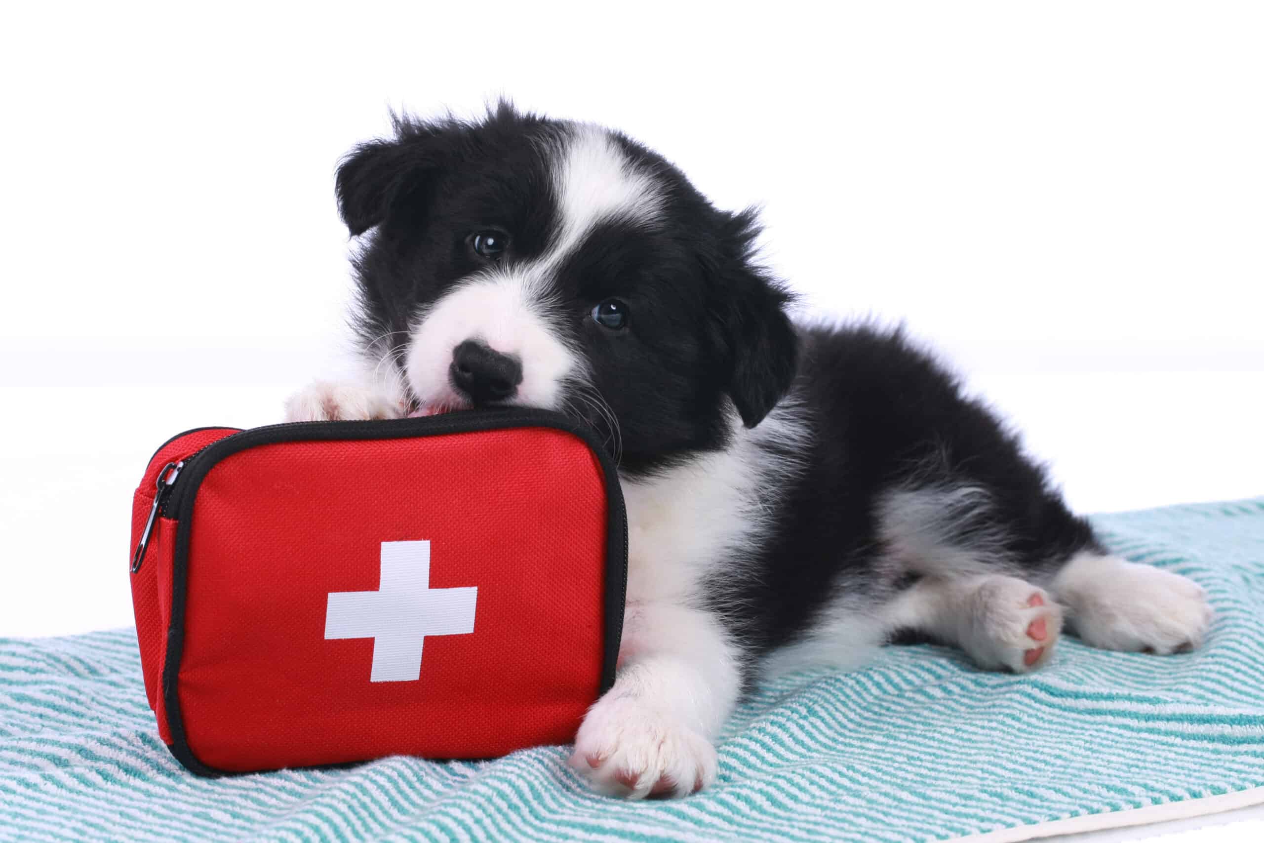 What Constitutes a Veterinary Emergency?