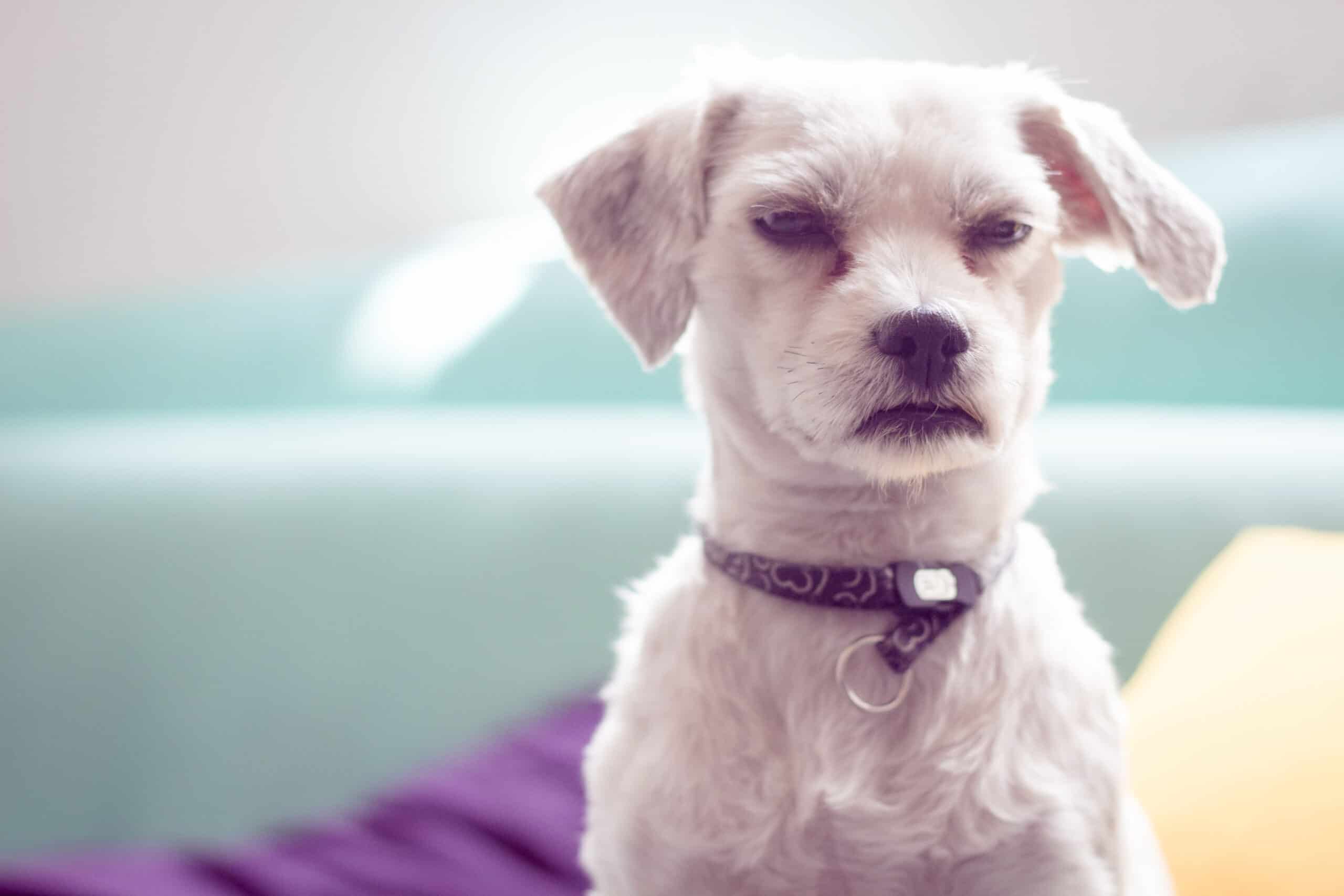 Understanding and Treating Canine Aggression