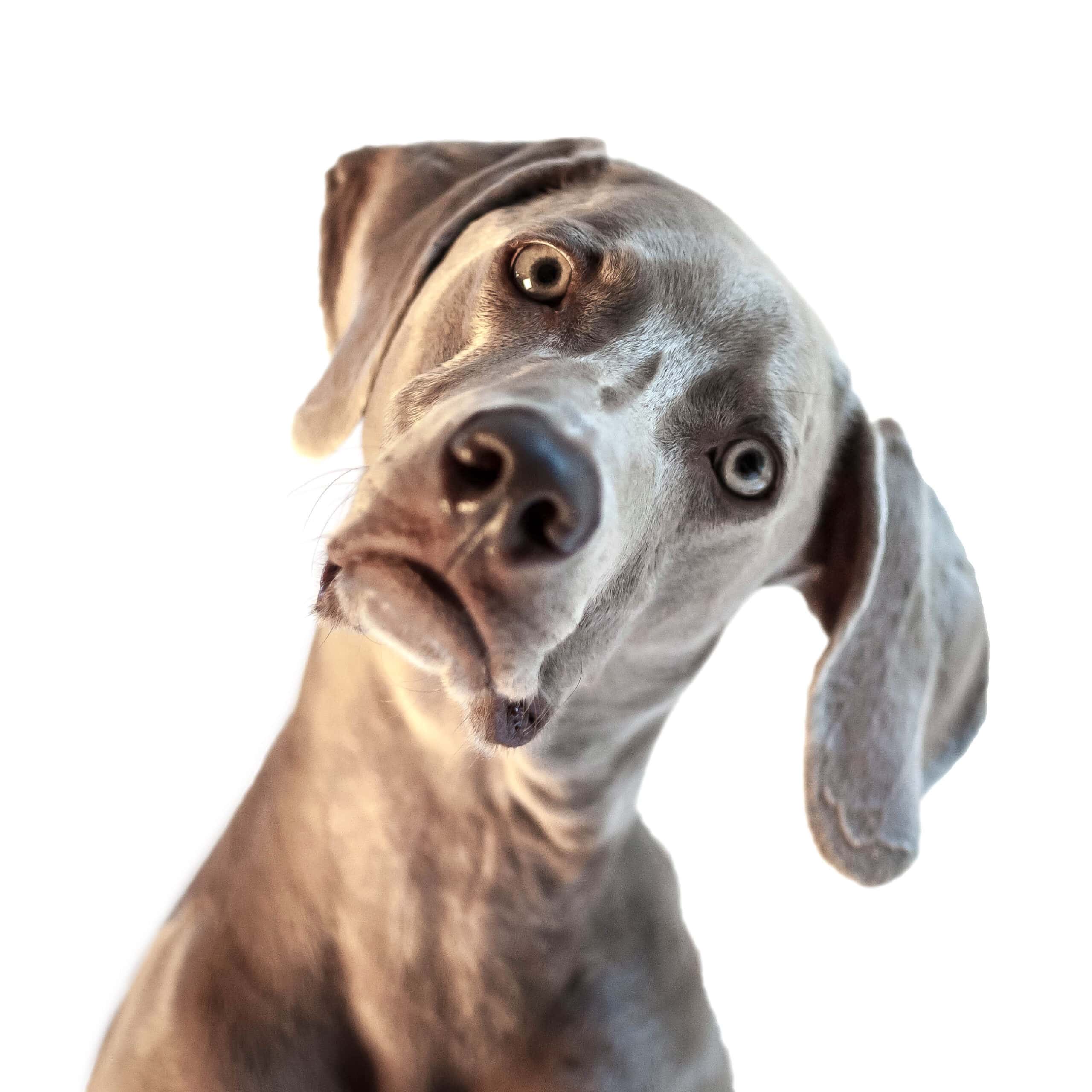 Be Still My Heart: Recognizing Cardiac Problems in Pets