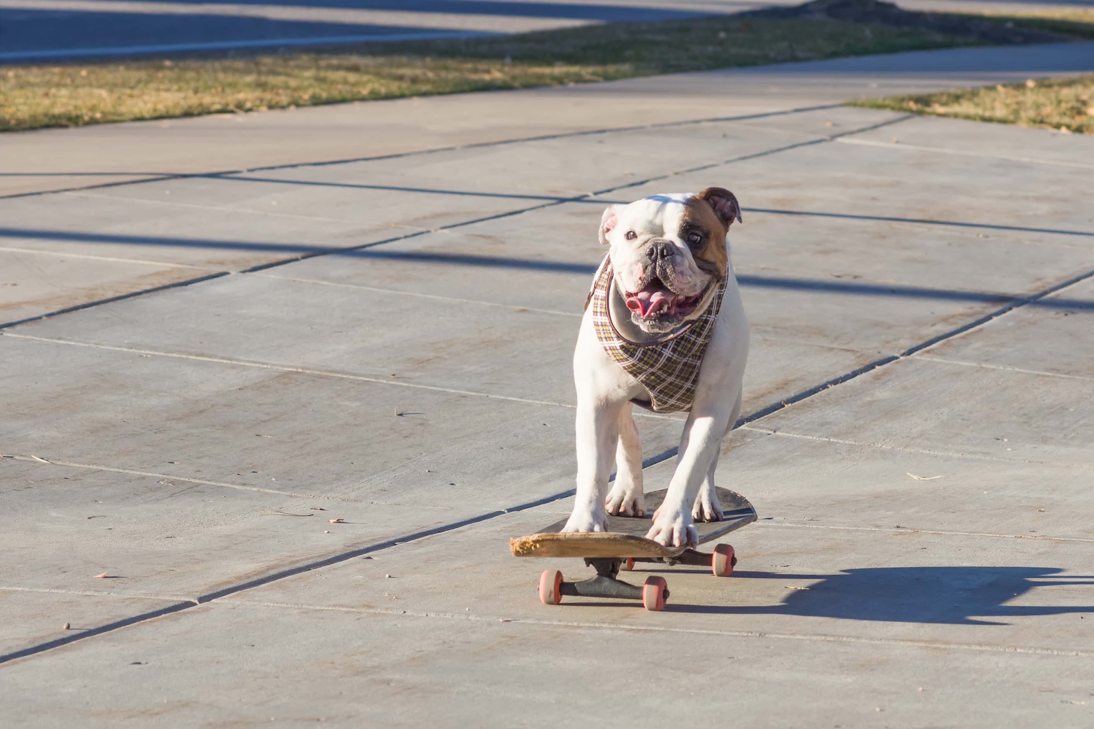 Joyful English bulldog riding a skateboard on the street