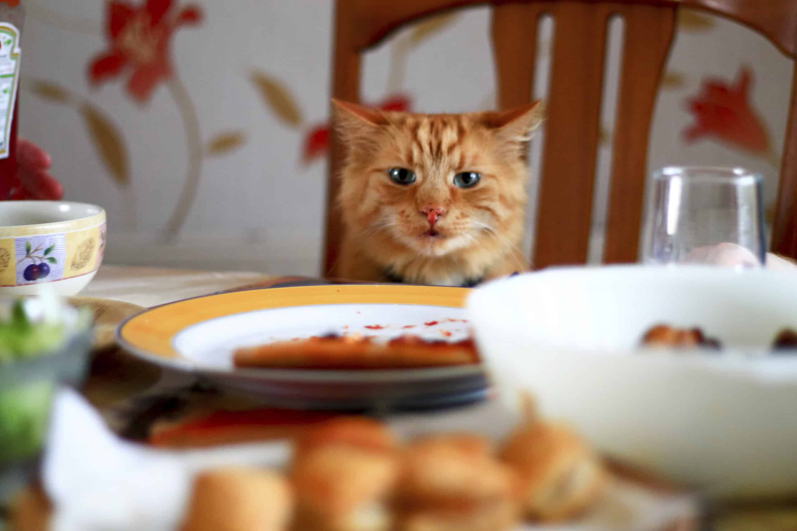 Creating a Pet Friendly Thanksgiving to Remember