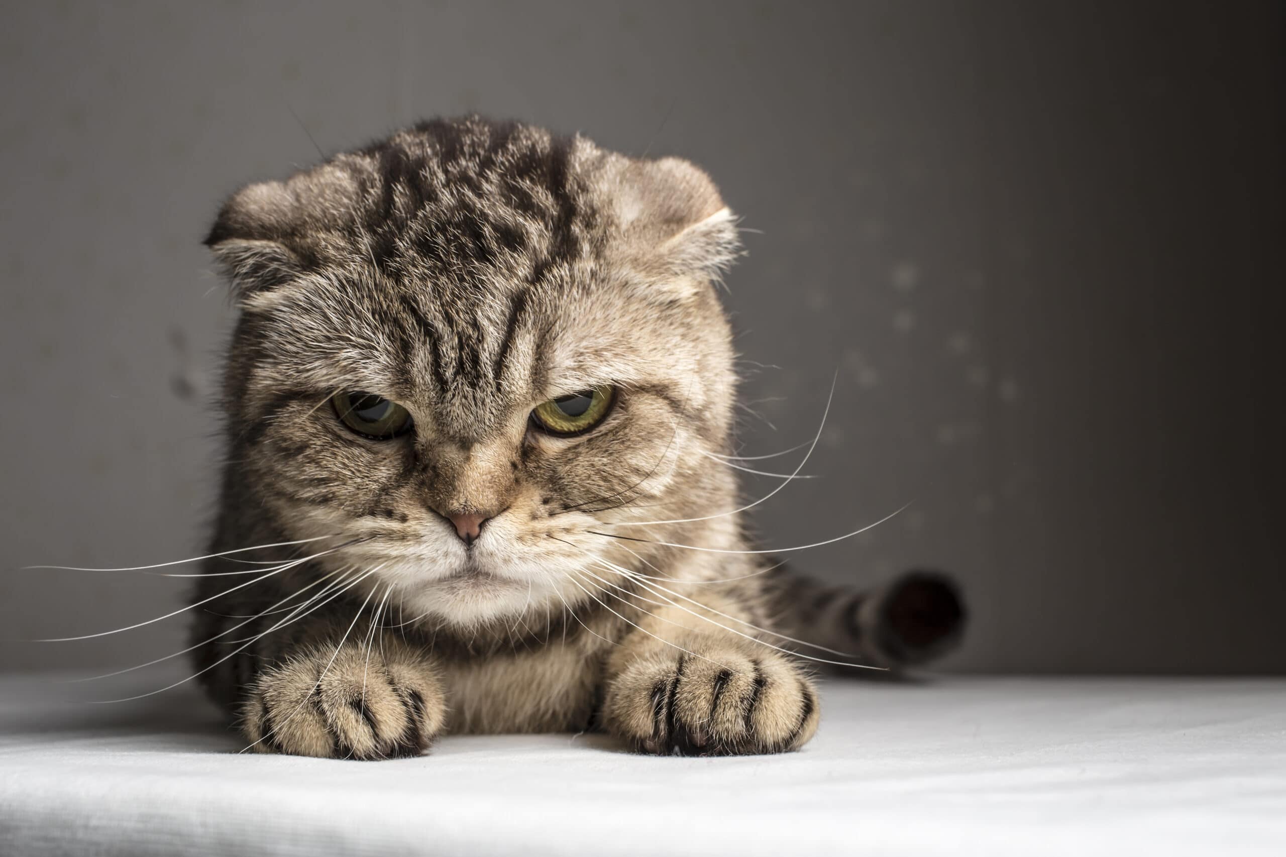 Stopping Stress in Cats