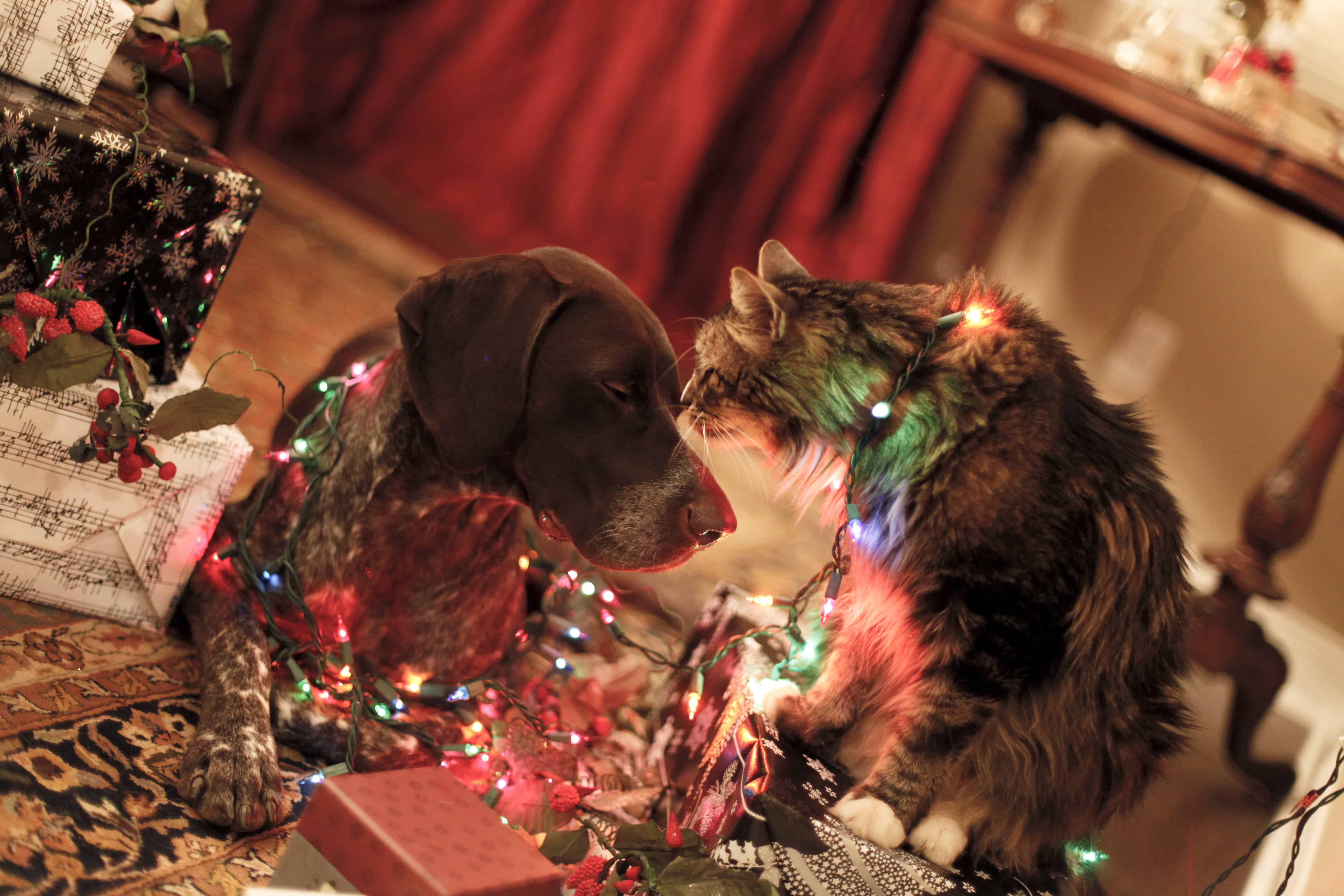 Peace at Christmas