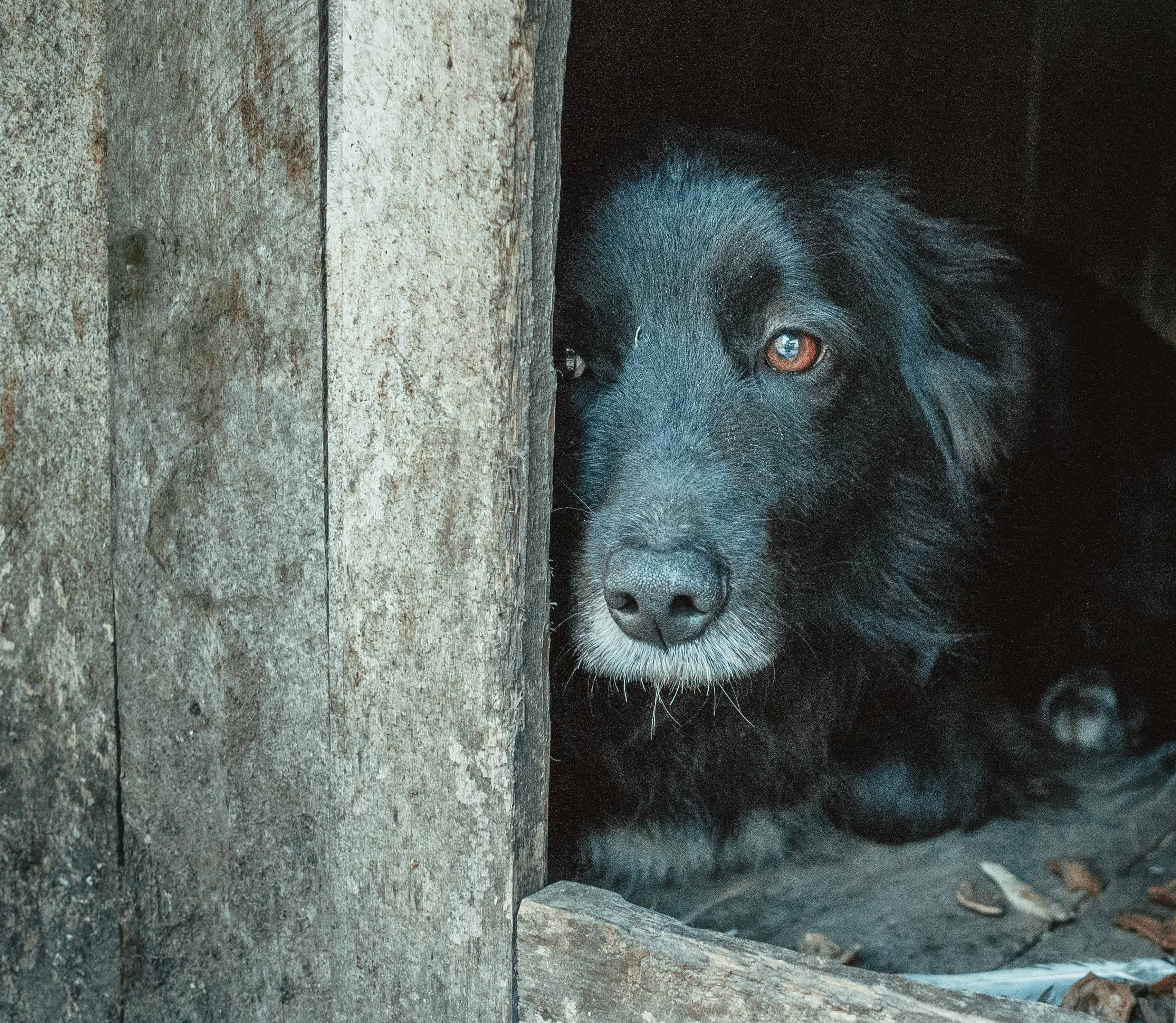 Shelter for animals. Miserable dog waiting for its master