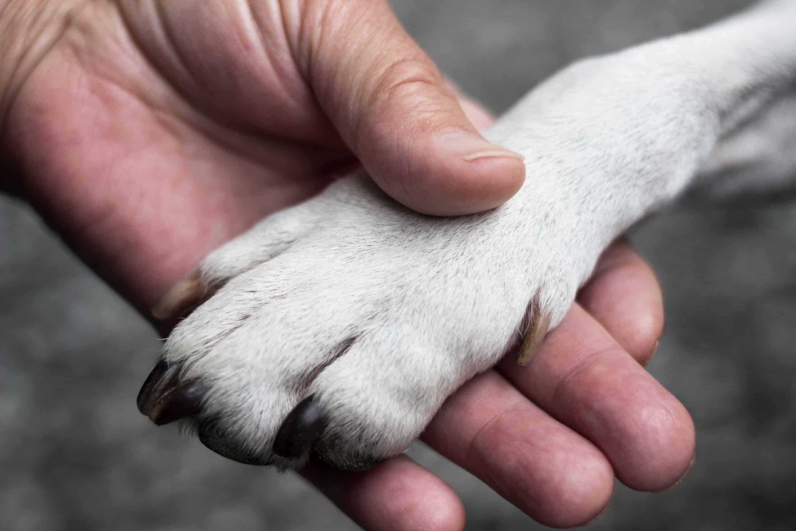 What You Should Know About Paw Pad Care