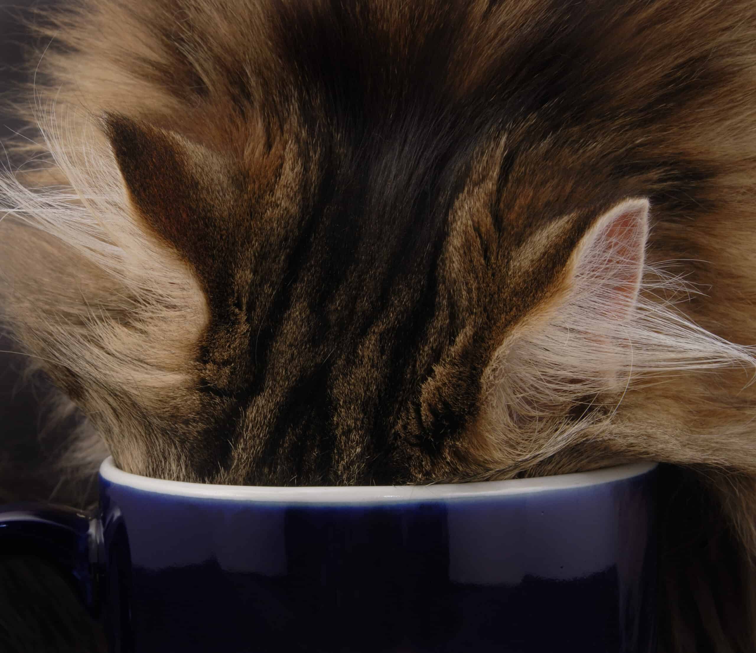 Canned Versus Dry Pet Food