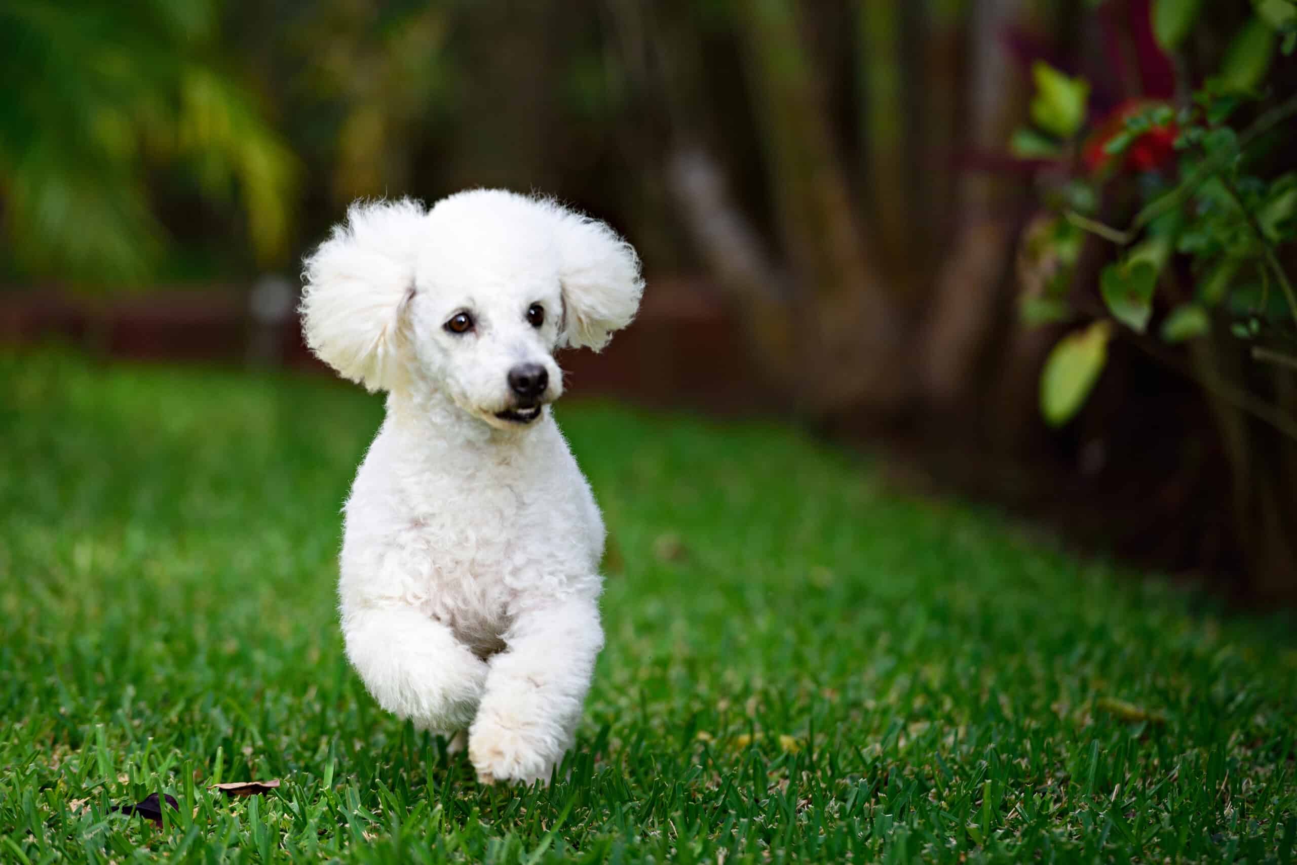 Your Guide to the World’s Smartest Dog Breeds