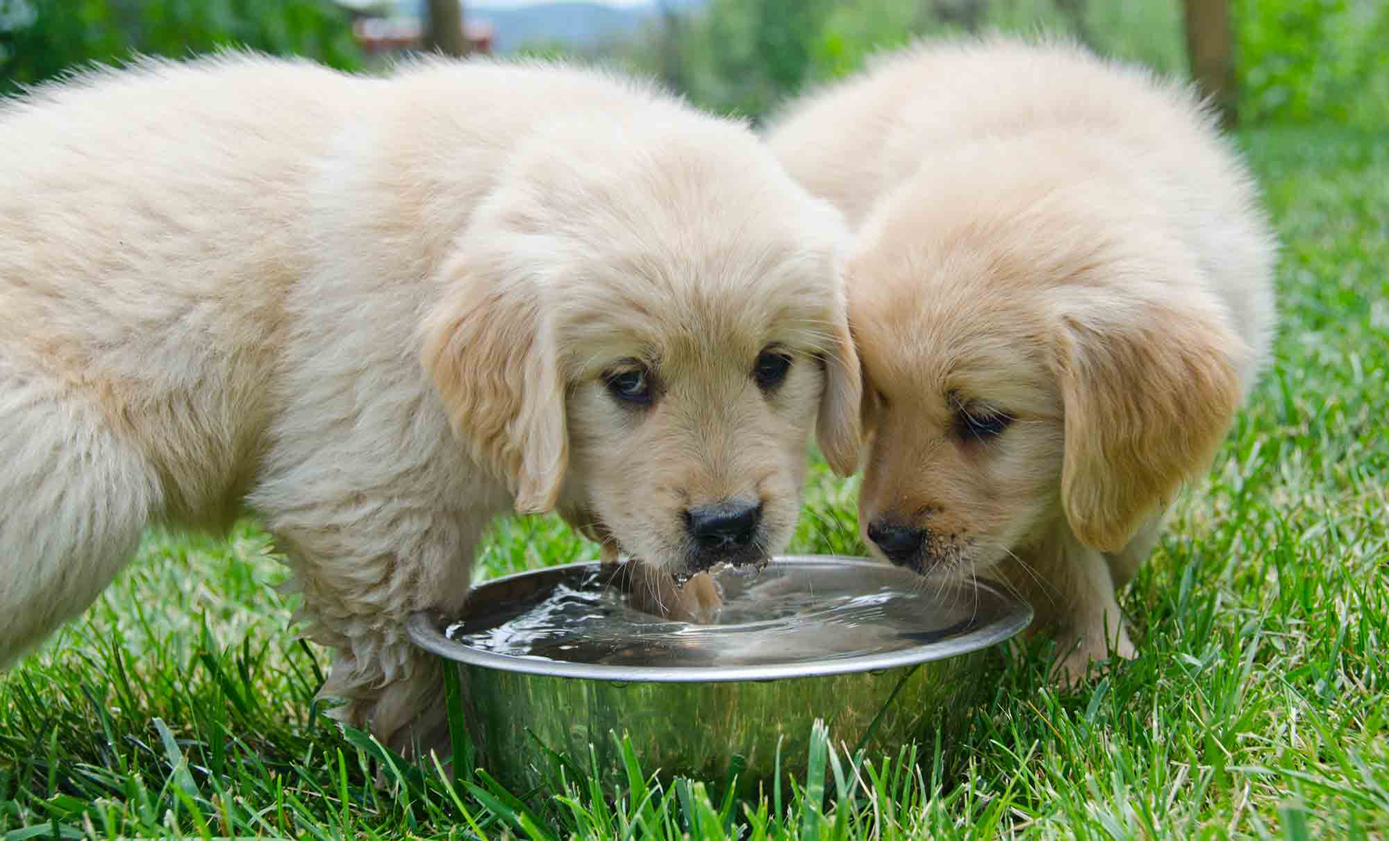 Animales Tomando Agua