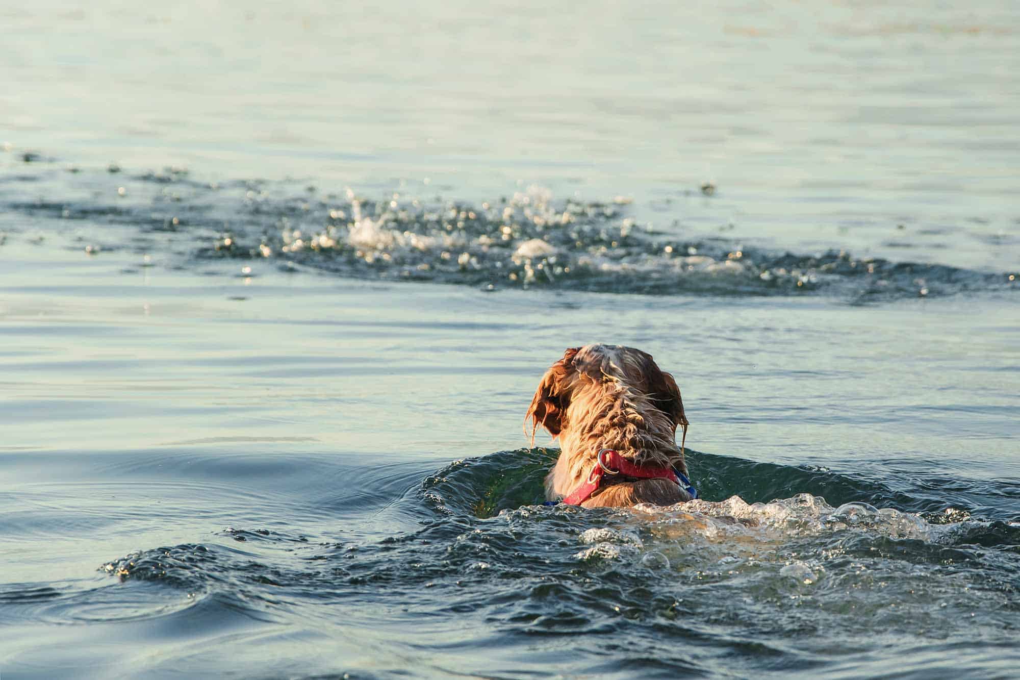 When You Need More Than a PFD: The Scoop on Dog Water Safety