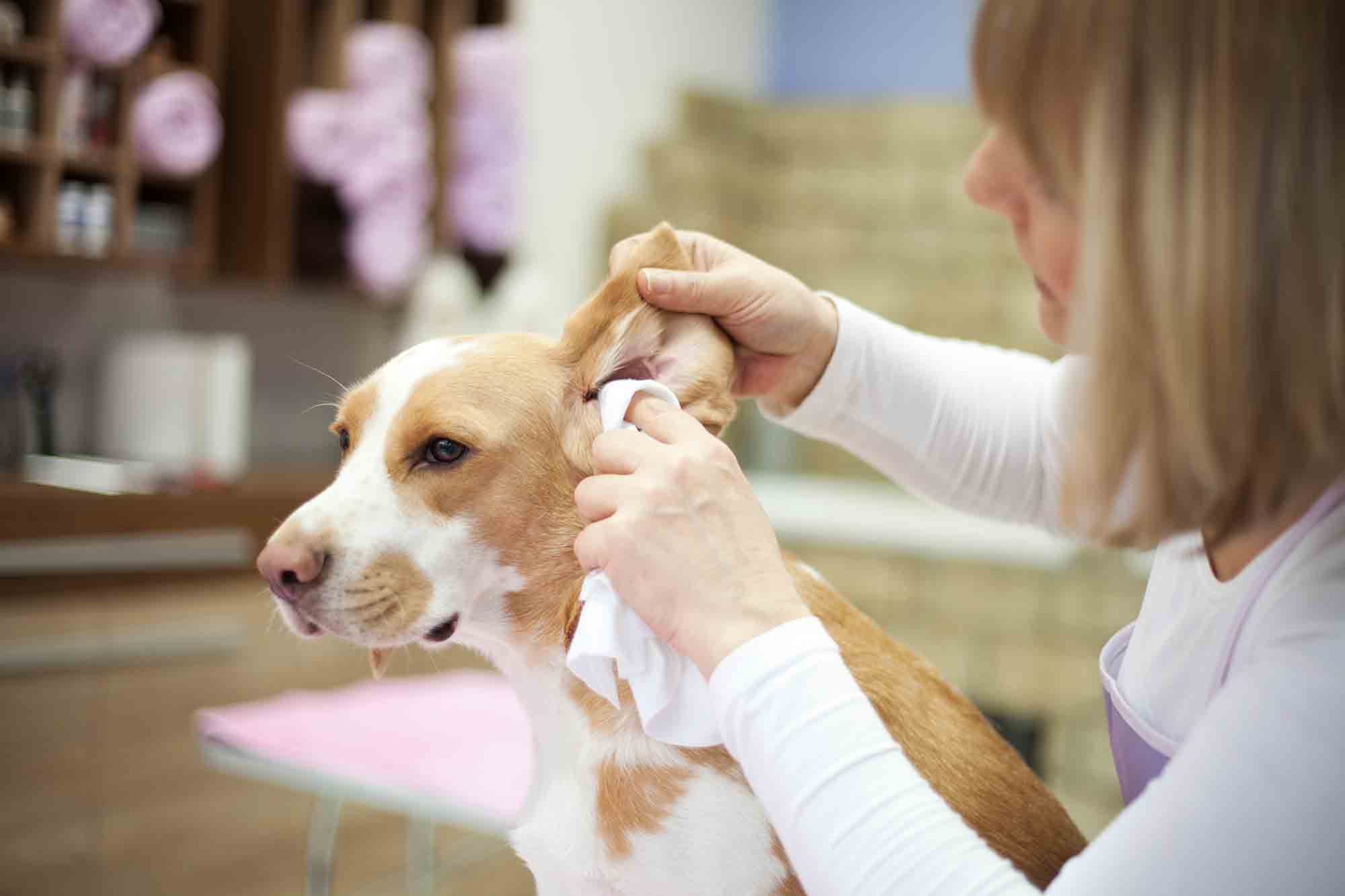 Important Tips for Pet Ear Cleaning