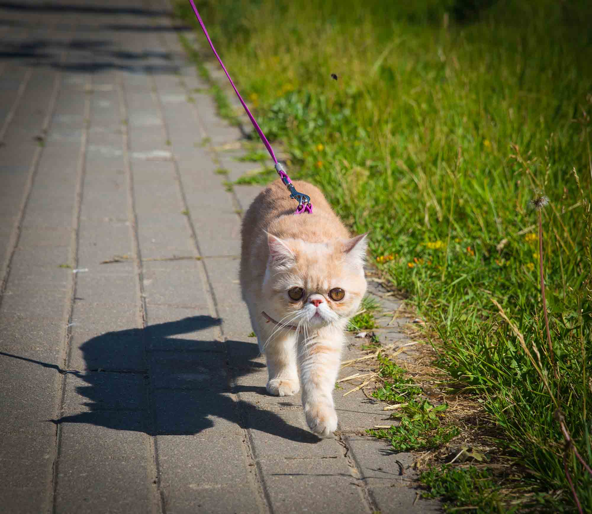 Next Level Feline: Leash Train Your Cat for More Fun, Less Stress