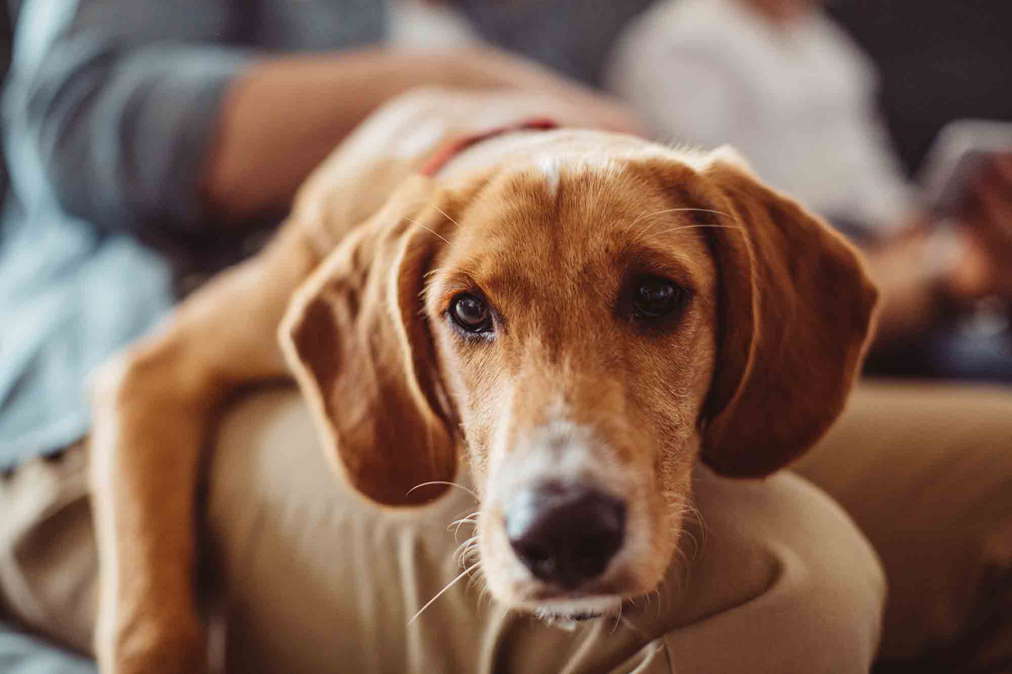 Beating the Odds: Decreasing the Incidence of Cancer in Pets