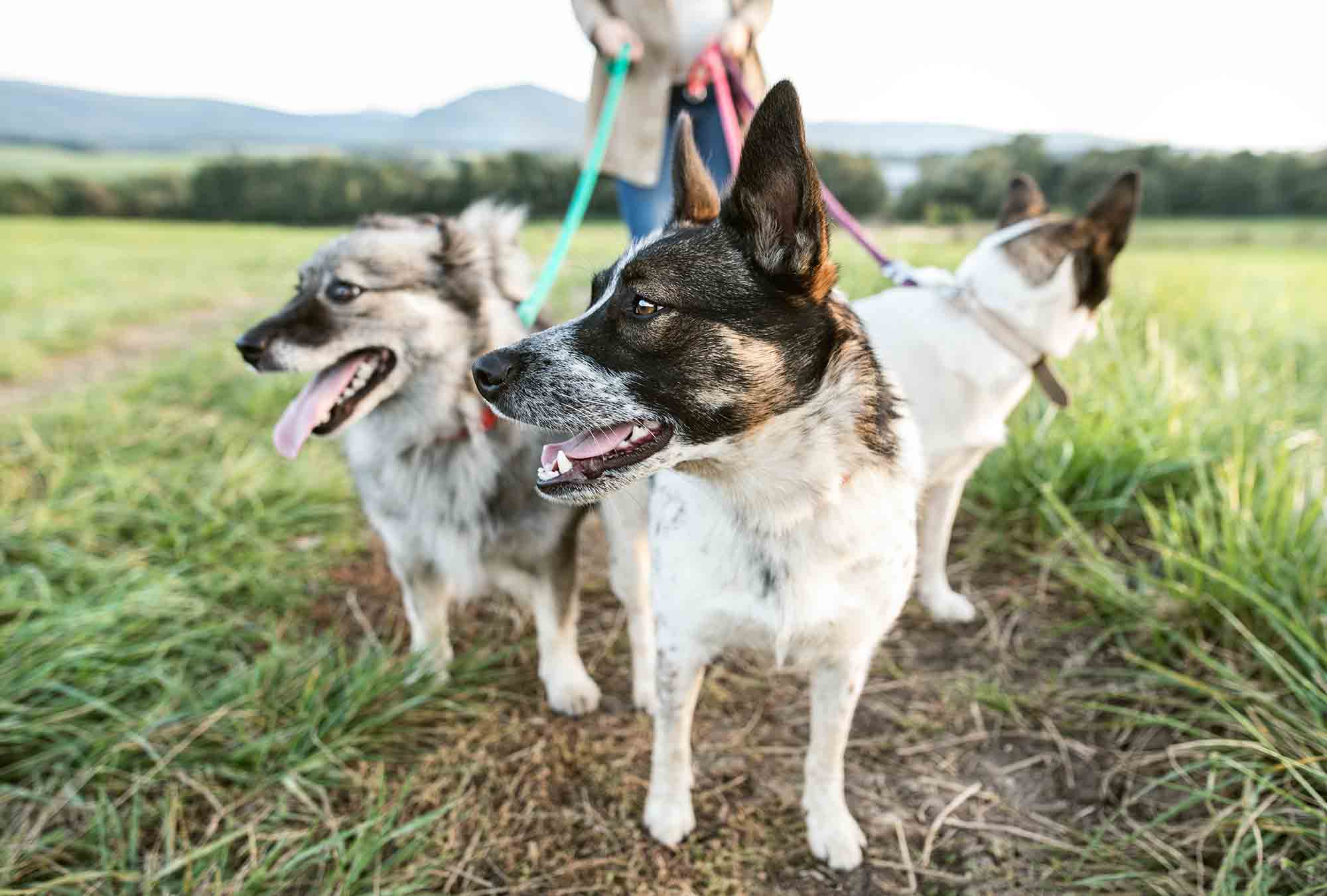 New Year’s Resolutions for Pet Health and Happiness
