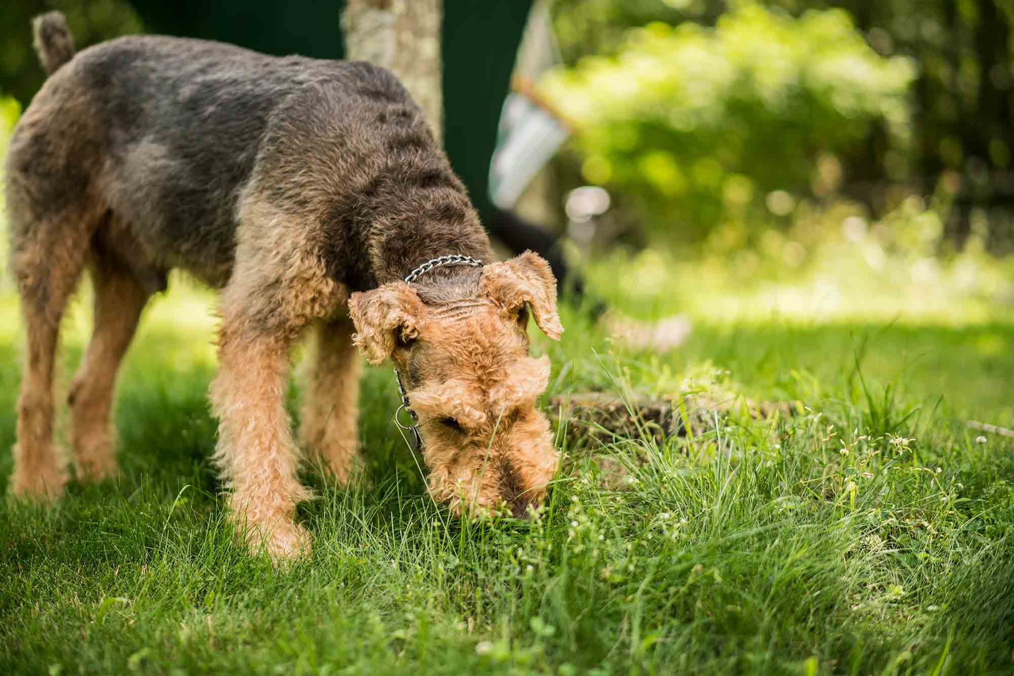 The Rumble Down Under: Navigating Pet Tummy Trouble