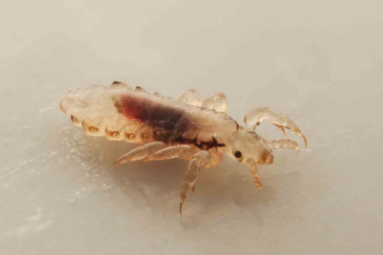 Everything You Never Wanted to Know About Lice in Pets