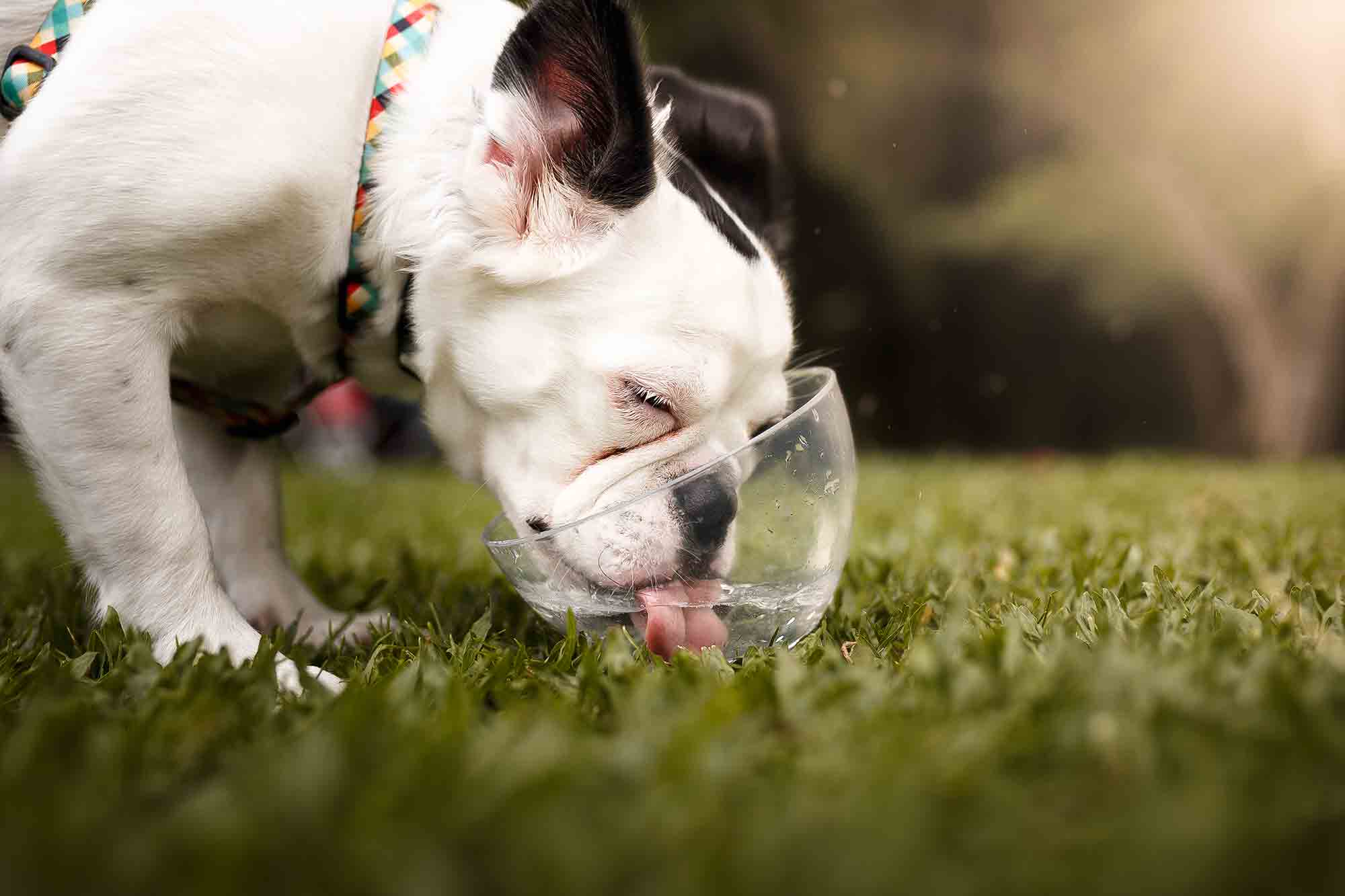 Bloat in Dogs: Symptoms, Treatment, and Prevention
