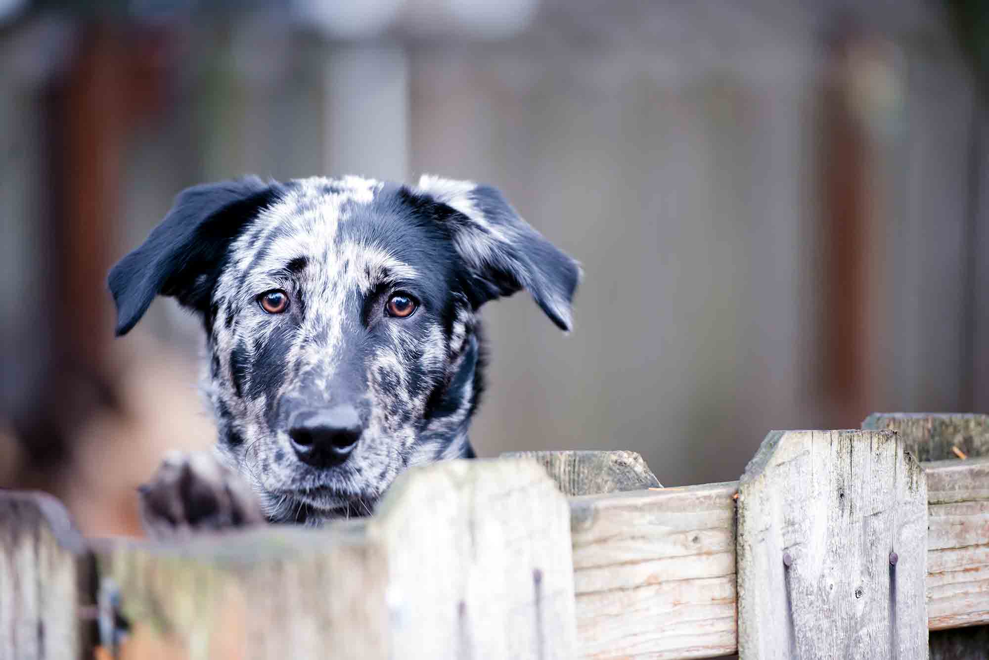Covering All Your Bases: Microchipping Your Pet