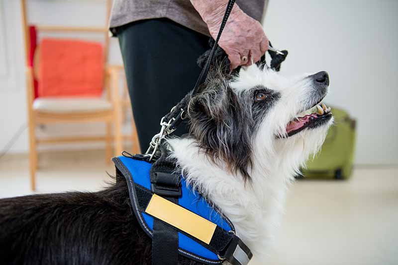 Little Paws, Big Hearts: How Volunteering with Your Pet Can Change a Life