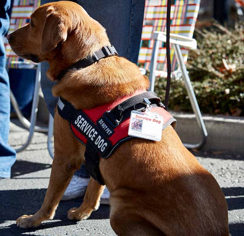 ada therapy dogs