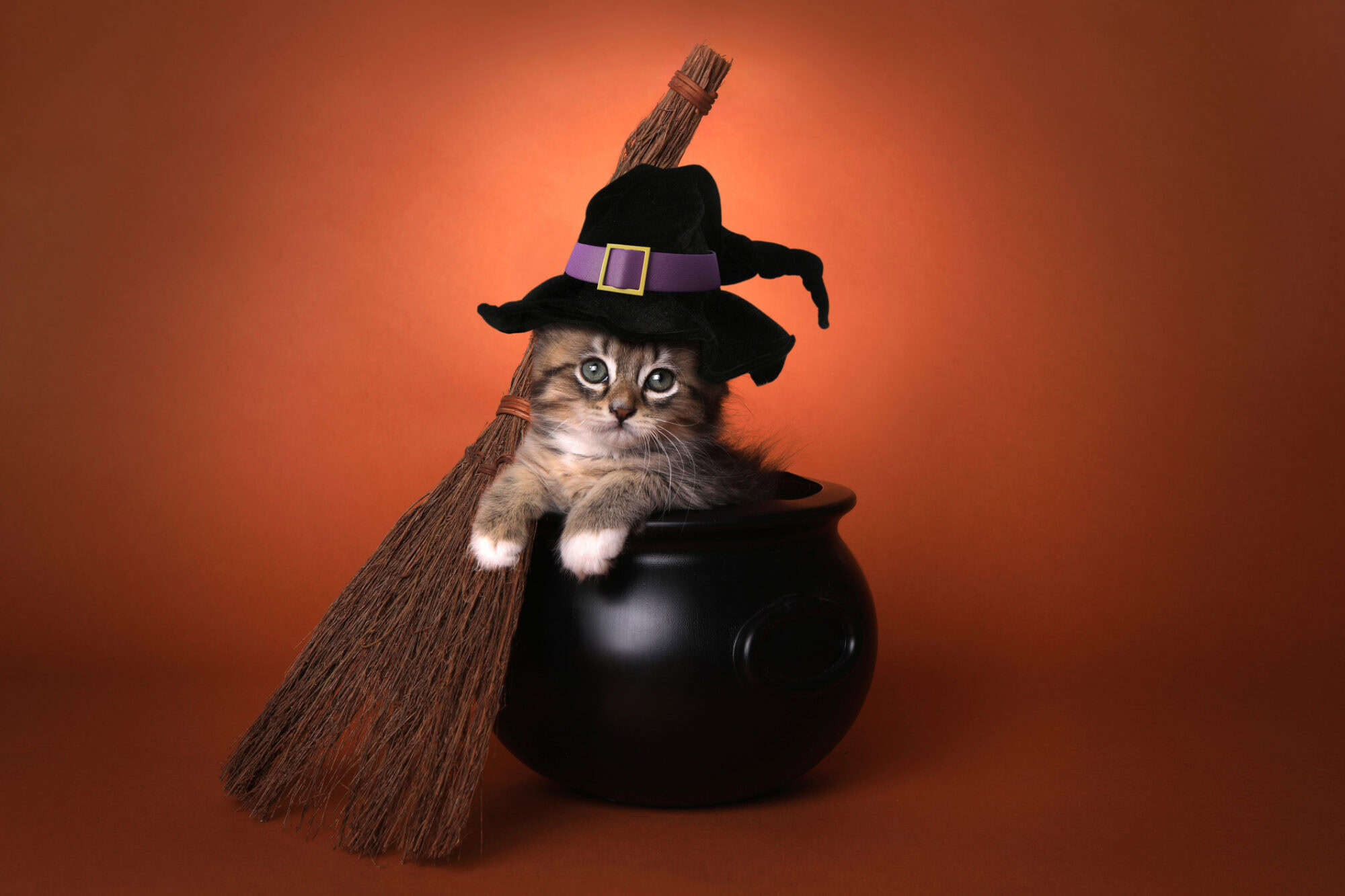 Seasonal Scares: What You Need to Know About Halloween Pet Safety
