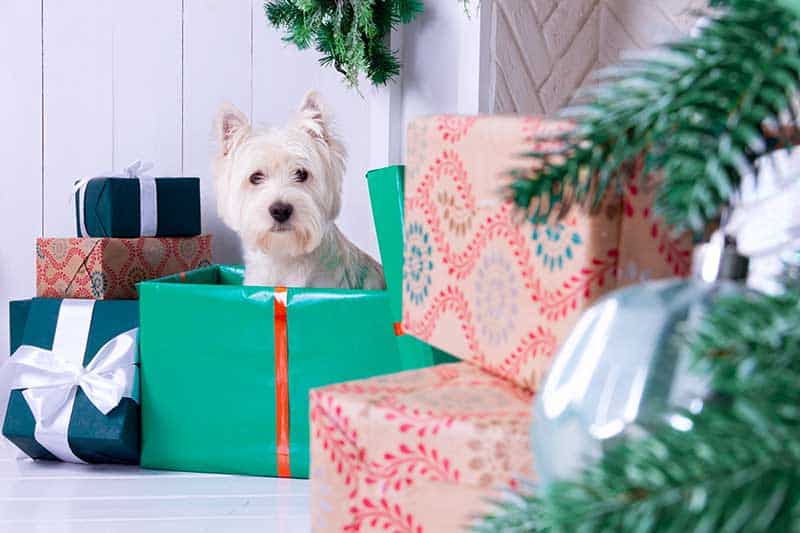 Getting a pet for Christmas requires responsible pet ownership considerations