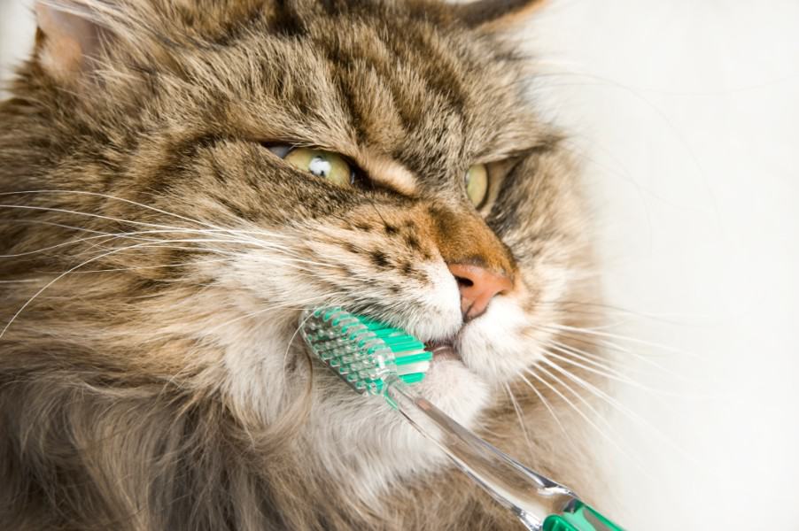 Brushing your pet's teeth is a crucial part of pet dental care
