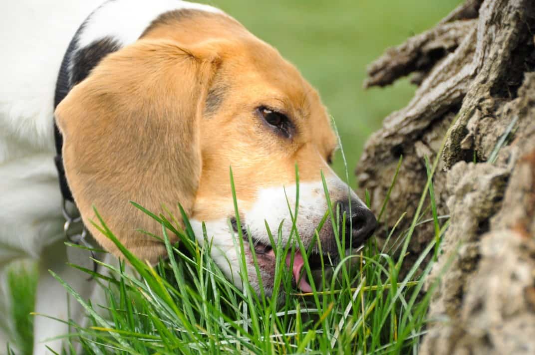 A Case For a Sophisticated Palate: Why Dogs Eat Poop