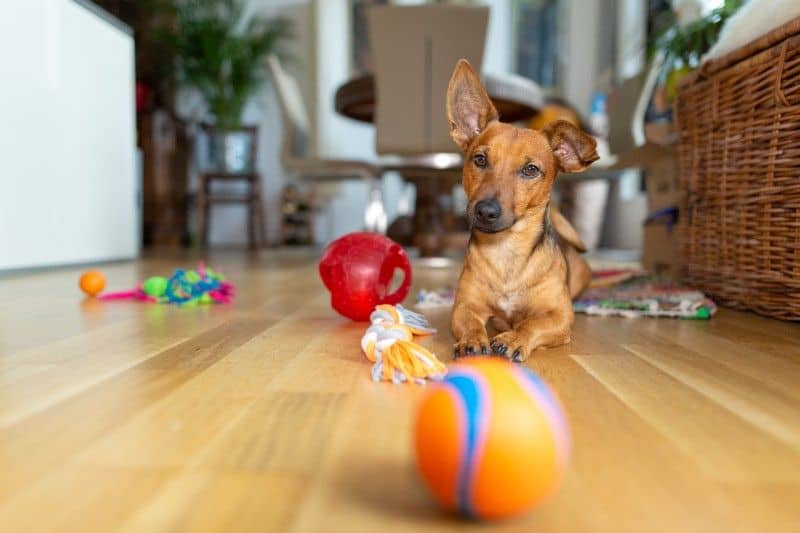 Dog Toy Safety: Are Indestructible and Stuffed Toys Safe? | Beverly Hills Veterinary Associates, Beverly Hills, MI