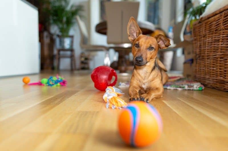 8 Interactive dog toys to keep your dog busy - Dogs Monthly