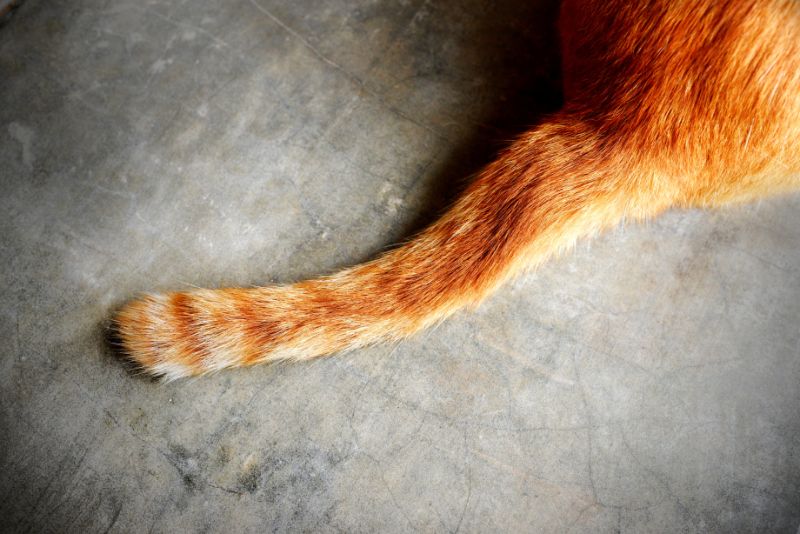 Do You Have a Scaredy Cat? - Beverly Hills Veterinary Associates