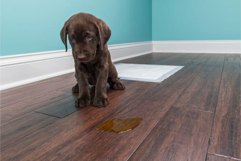 A chocolate lab puppy looks abashed as it sits next to a puddle of piddle on a hardwood floor in a teal room